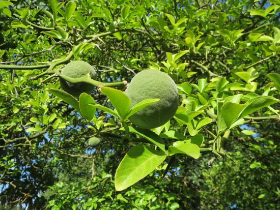 pomarańcza mrozoodporna