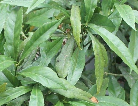 cytryna salicifolia