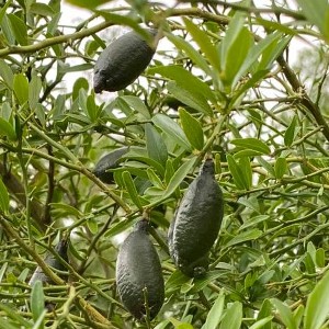 finger lime