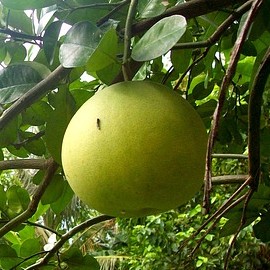 pomelo kao pan