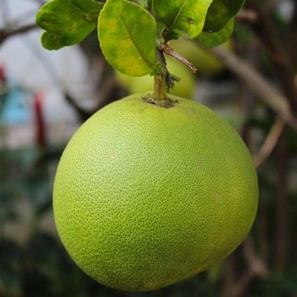 pomelo honey