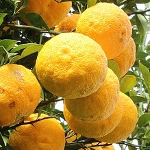 yuzu citrus junos