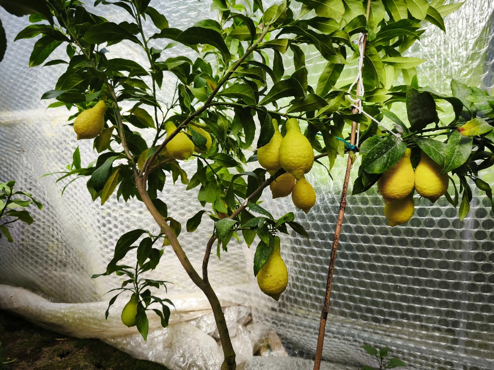 Cytryna Salicifolia