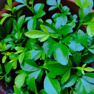 Moja uprawa podkładek cytrusowych