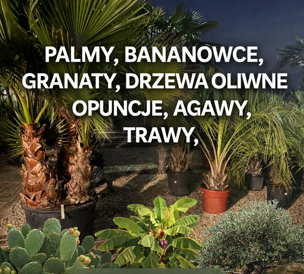 Palmy – Palmowy Ogród
