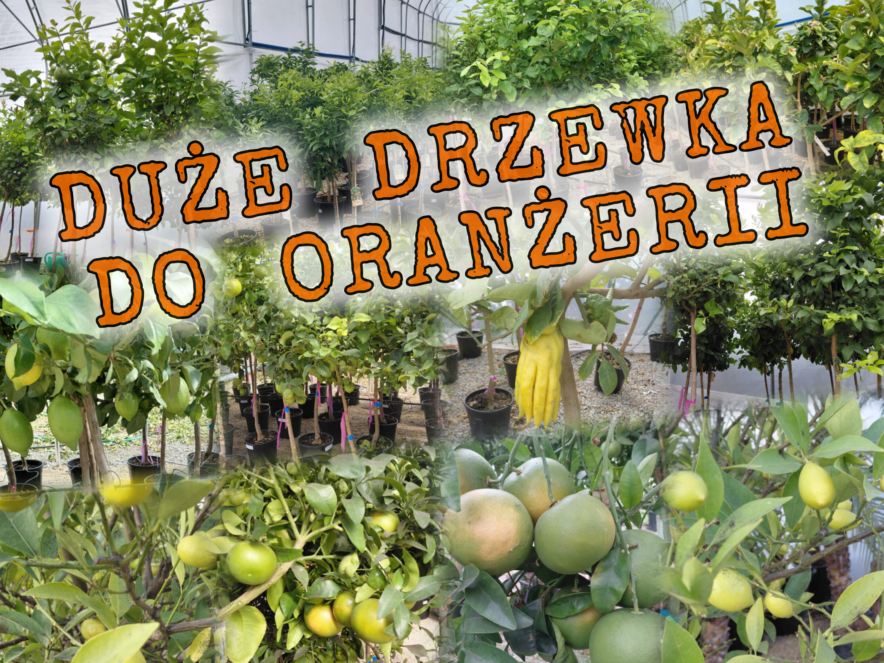 Drzewka cytrusowe – Palmowy Ogród