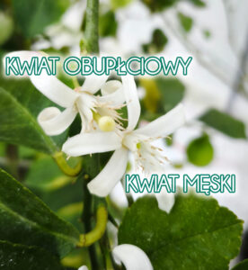 Kwiaty cytrusów - męskie i obupłciowe kwiaty cytrusów